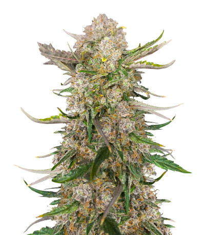 Apple Strudel Auto fem